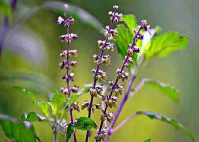 श्री तुलसी चालीसा