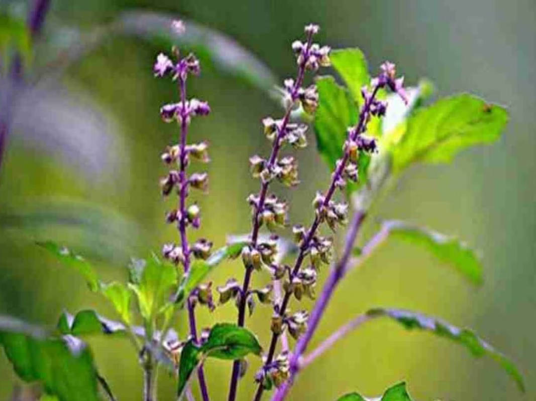श्री तुलसी चालीसा